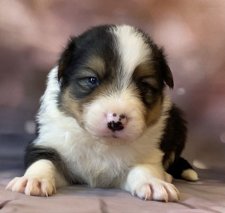 Border Collie chłopiec ARES