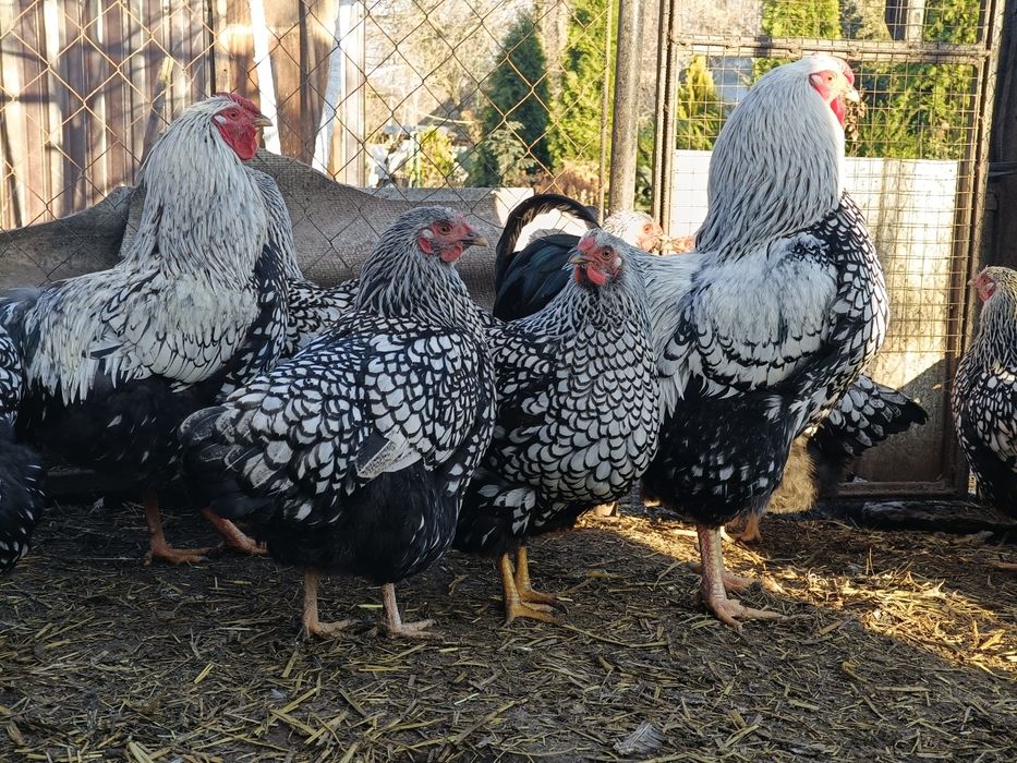 Продам пару півень і курка віандот срібло.