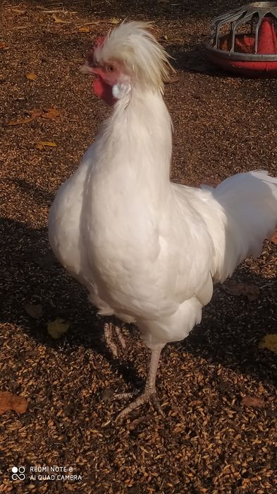 Ozdobne kugutki czubatki