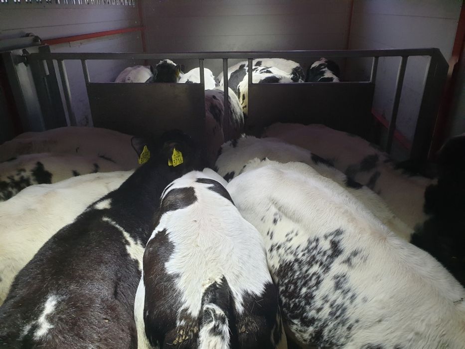 Odsadki mięsne bbb Sm cb