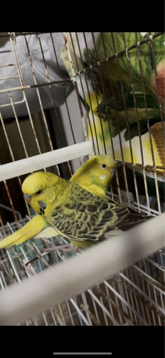 Casal periquitos ingles