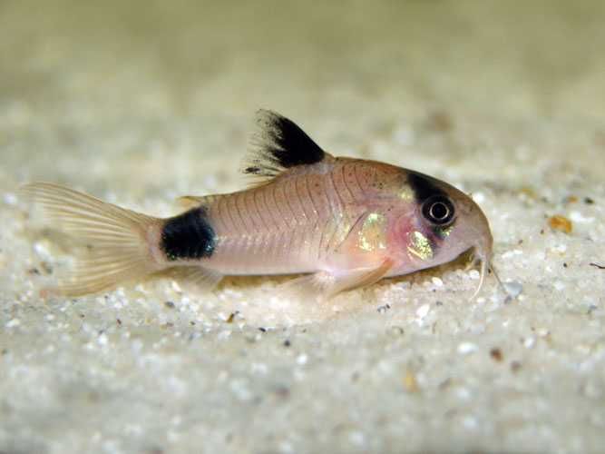 GB Kirys Panda, Kirysek Panda - dowóz ryb!