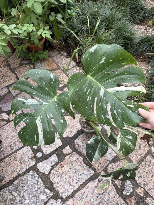Corte de Monstera Thai Constellation
