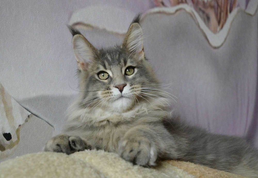 Мальчик 4 мес. Мейн кун.