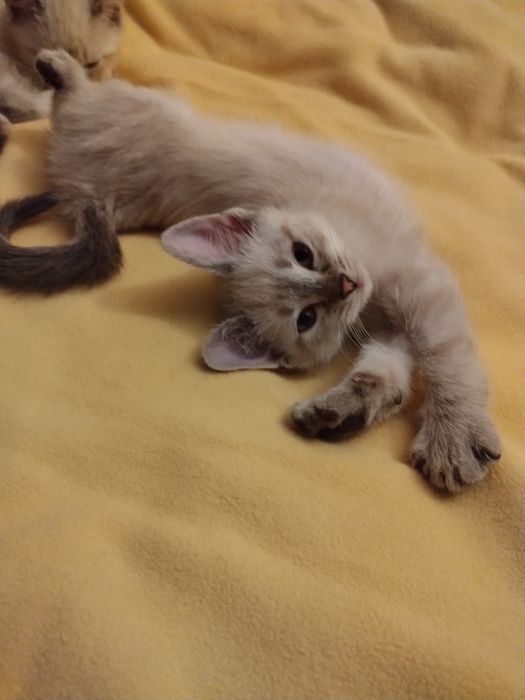 Сиамские (тайские котят, кошечки) окраса торти Пойнт и сил-тебби пойнт