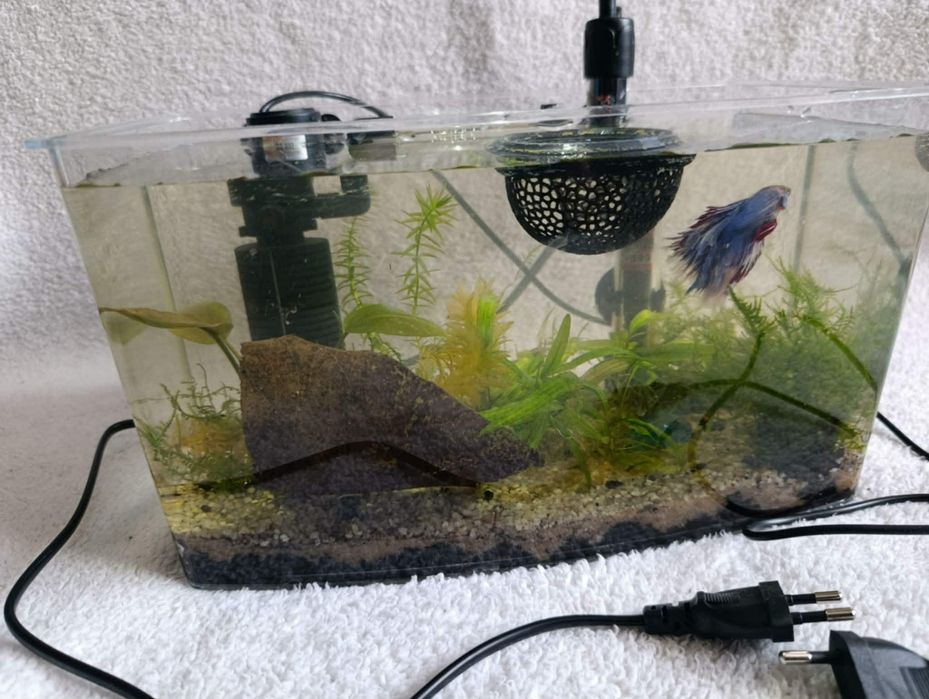 Akwarium z wyposażeniem
