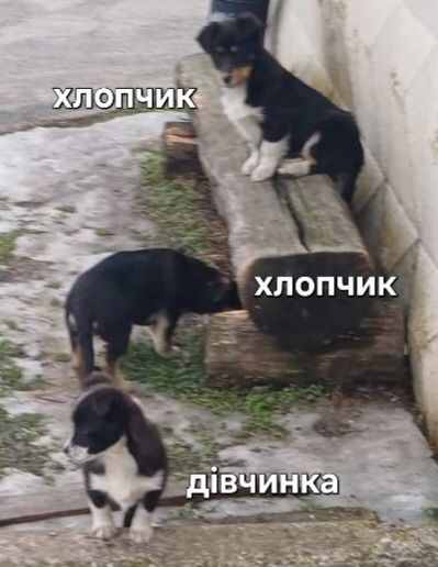 Безкоштовно цуцики дворові