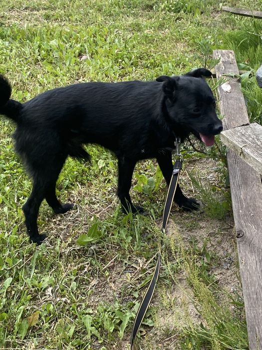 Czarny młody samiec pilnie szuka tymczasu lub swojego domu