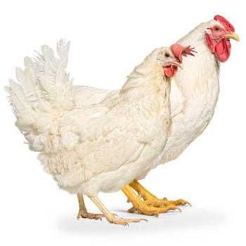 яйце інкубаційне тетра тінт