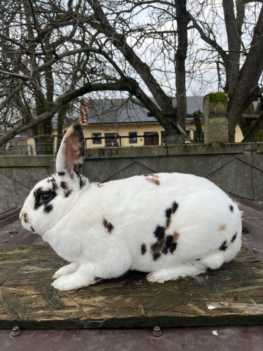 Króliki samiec rex trójbarwny