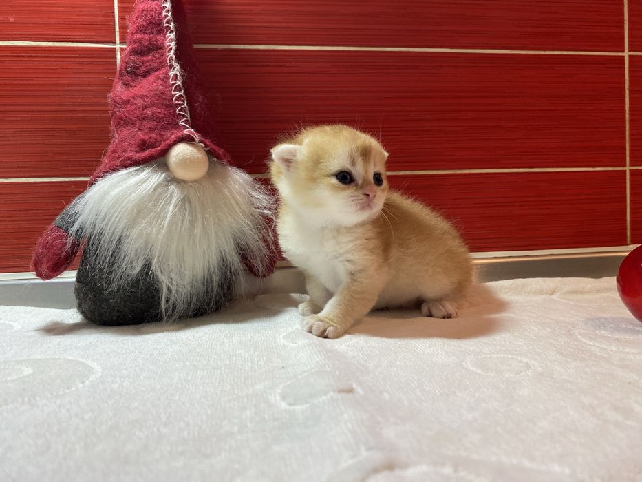 Шотландскі кошенята золота шиншилла