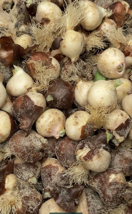 Цибулини тюльпанів після вигонки Гурт від 100кг