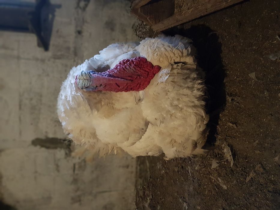 суточные и подрощенные циплята бройлера, яичные и мясо-яичные Венгерка