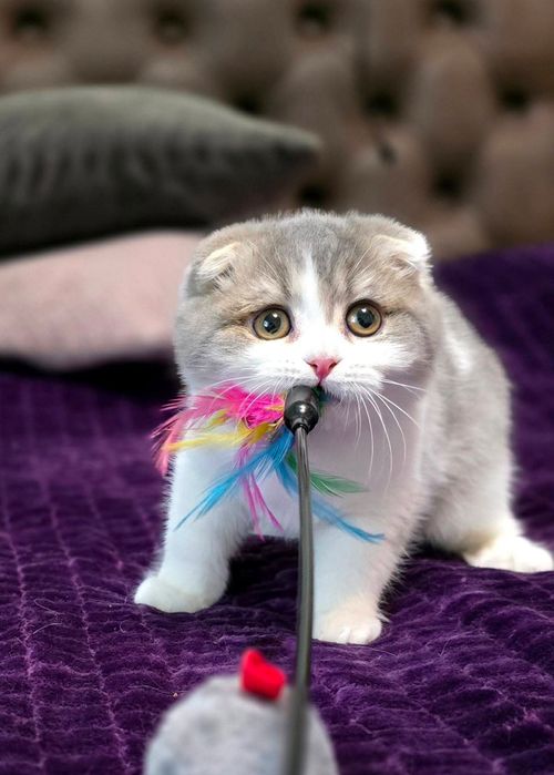 Шотландский вислоухий котёнок девочка