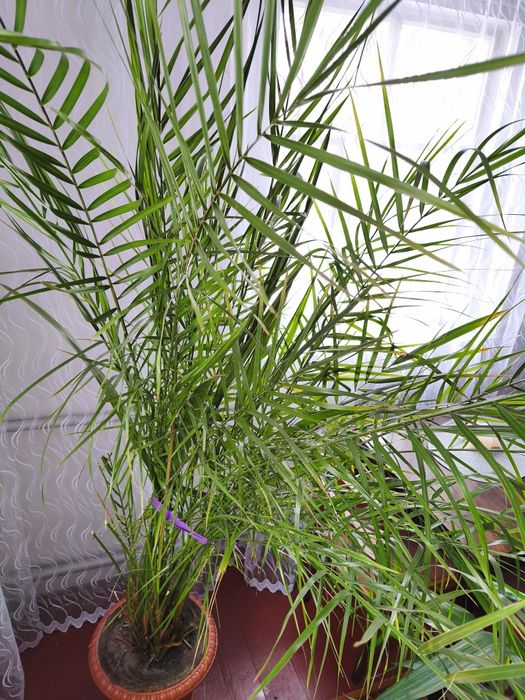Фінікова пальма. Вазон