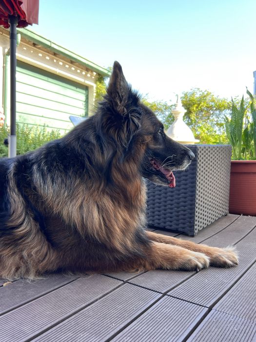 Dog Walking e Pet Sitting