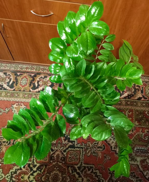 Заміакулькас,великій,пишний куст.