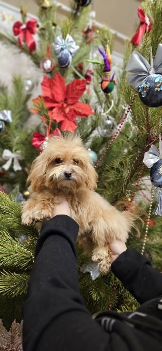 Мальтипушка 7мес