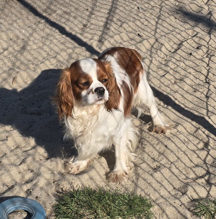 Cavalier King Charles Spaniel dorosły samiec*** Reproduktor***