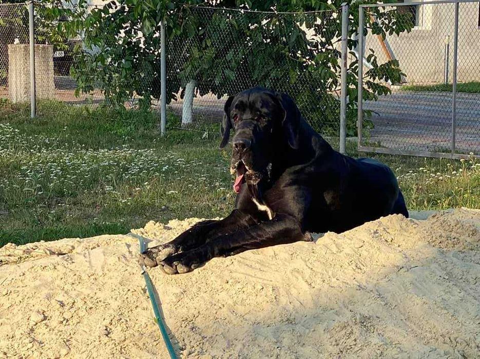 ЗЛУЧКА , вязка,КОБЕЛЬ, Німецький дог, Королівський догНемецкий дог