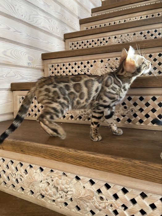 Продаються бенгальські кошенята з рідкісним окрасом