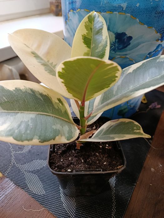 Продам фікуси Тенеке.