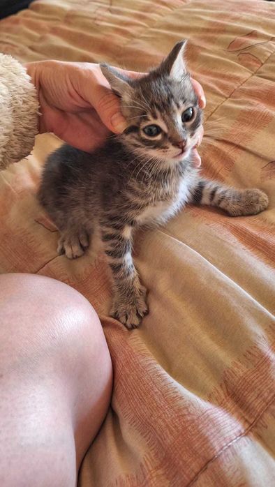 Gatos para adopção