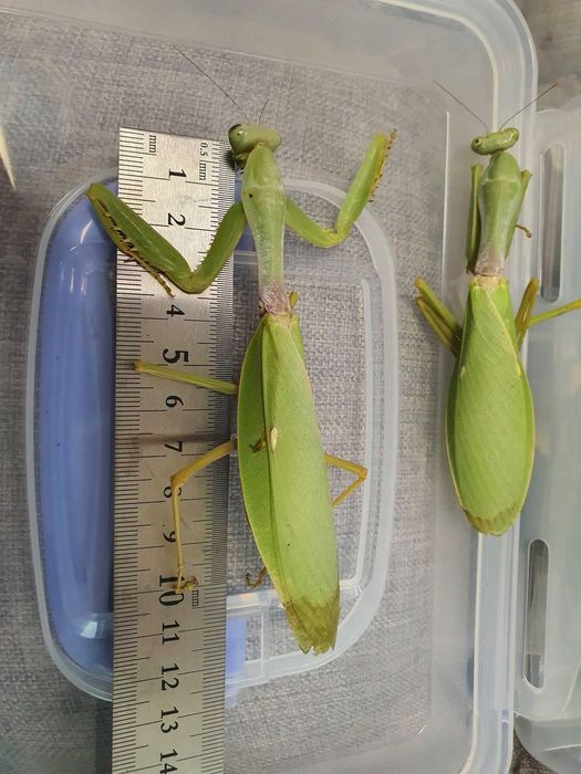 Hierodula grandis Jedna z najwiekszych modliszek