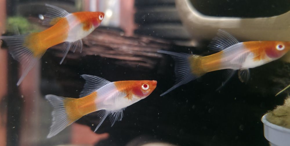 Mieczyk Koi - dorosłe