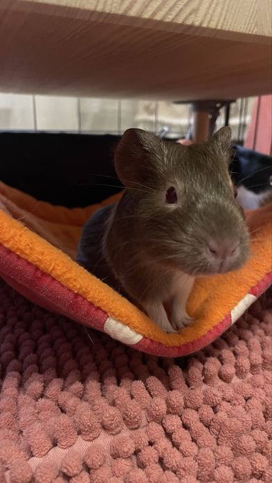 Дівчинка морська свинка