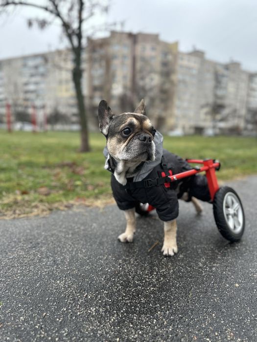 Изготовление инвалидных колясок для собак Инвалидная коляска для собак