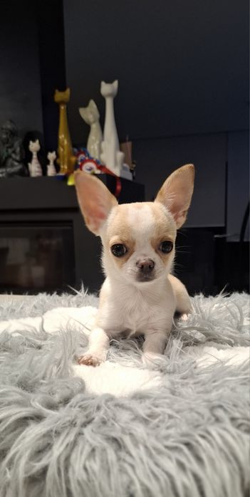 Chihuahua Miniatura