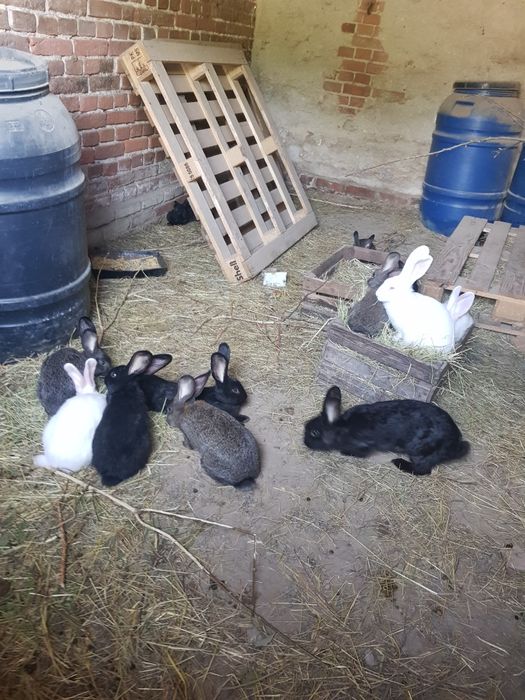 Sprzedam króliki,  średnie ok.2kg