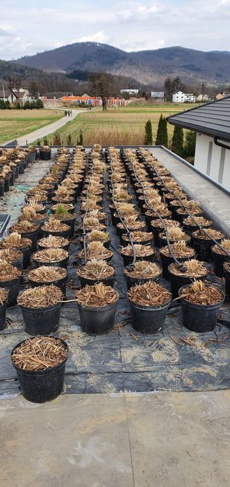 Trawa rozplenica japońska