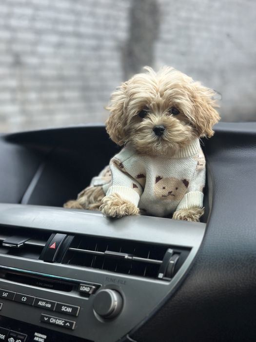 Мини мальчик мальтипу