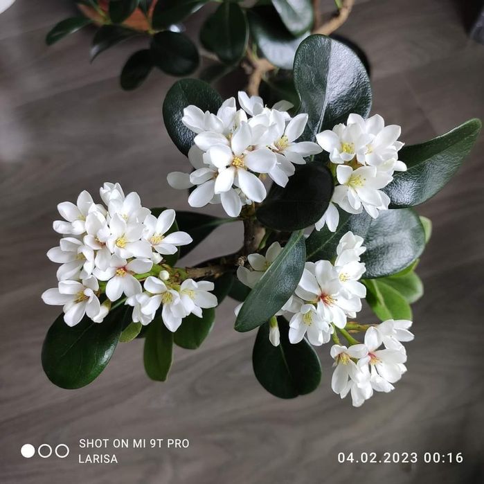 Рафиолепис зонтичный