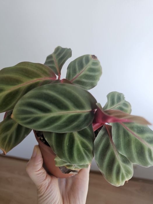 Planta pequena calathea