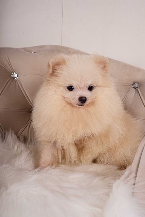 Померанський Шпіц- хлопчик (КСУ)