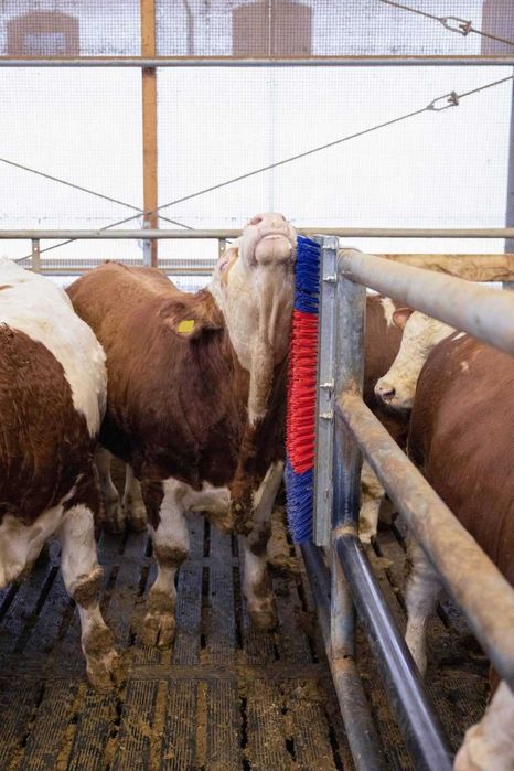 Czochradło dla bydła, HAPPYCOW Bully