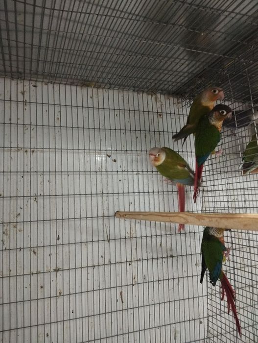 Pyrrhuras machos e fêmeas.