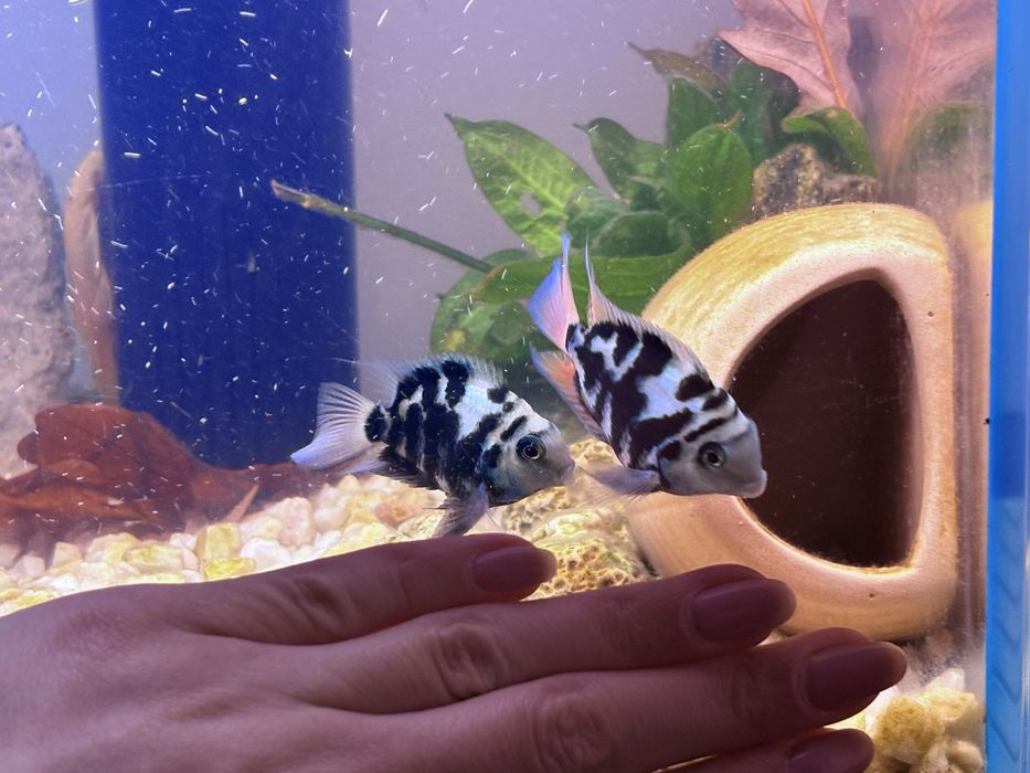 Karłowate pielegnice papuzie Blue polar/Blue tiger