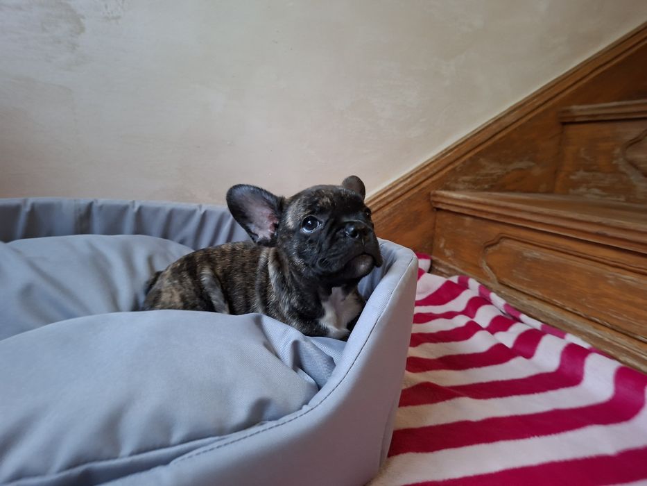 Buldog francuski - piesek Kapsel