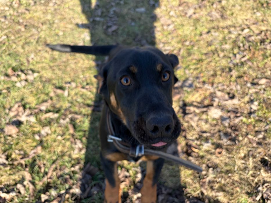 piesek szczeniak wielkości jamnika