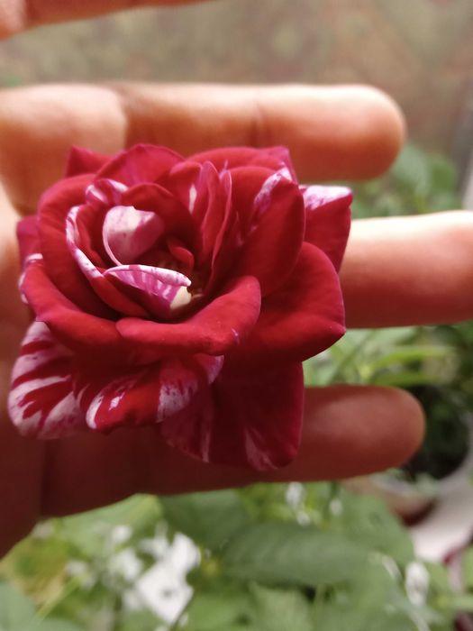 Мини-роза комнатные растение