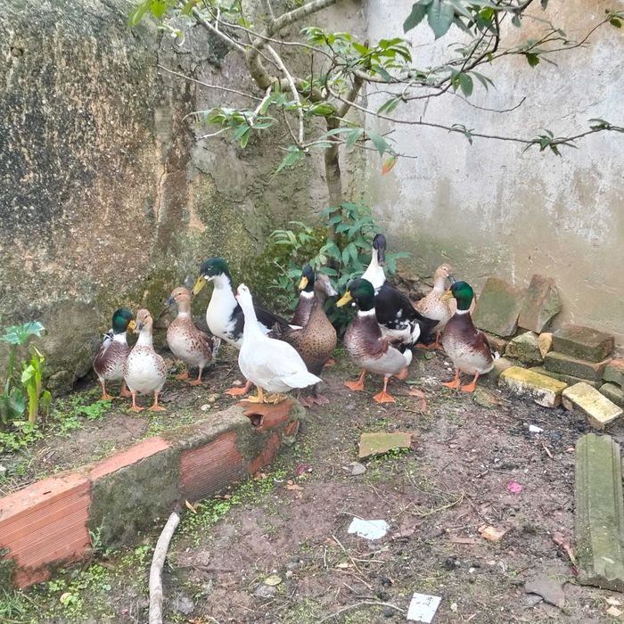 Patos "reais" com mutação e patos pequim machos