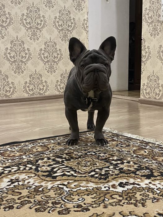 Вʼязка Французький бульдог