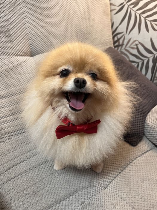 Шпіц хлопчик вʼязка 4 роки вязка