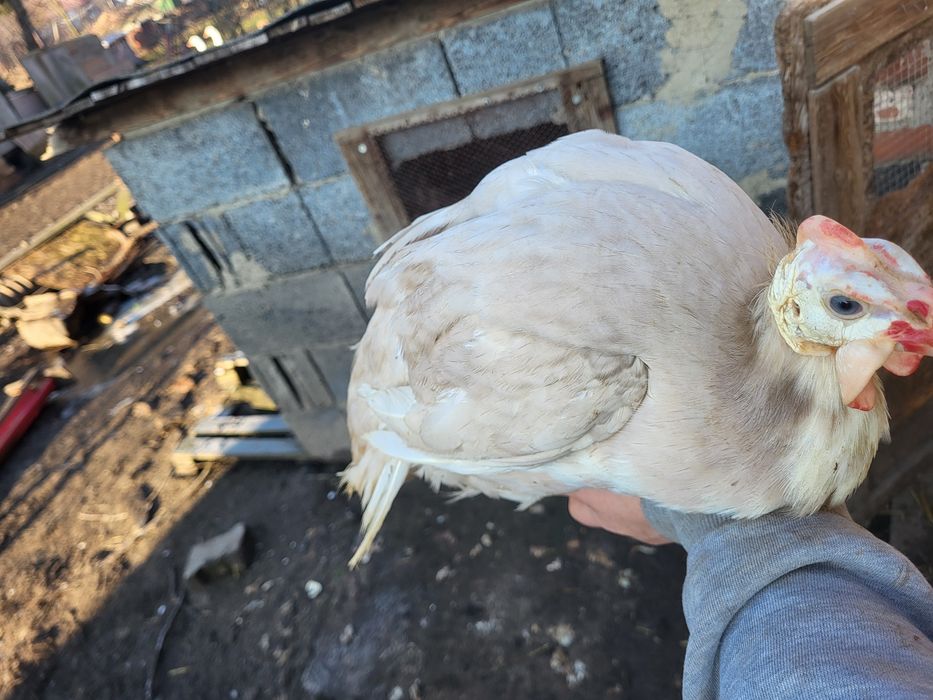 Perliczki ciekawe kolory