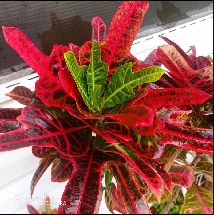 Продам укоренённый кротон. Цветной лист )