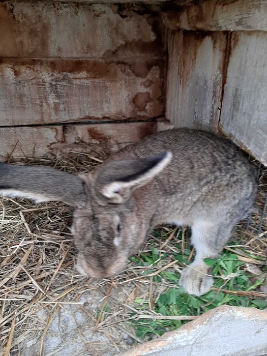 Sprzedam samca z grudniu tamtego roku mieszanka Belg z Baran Francuski